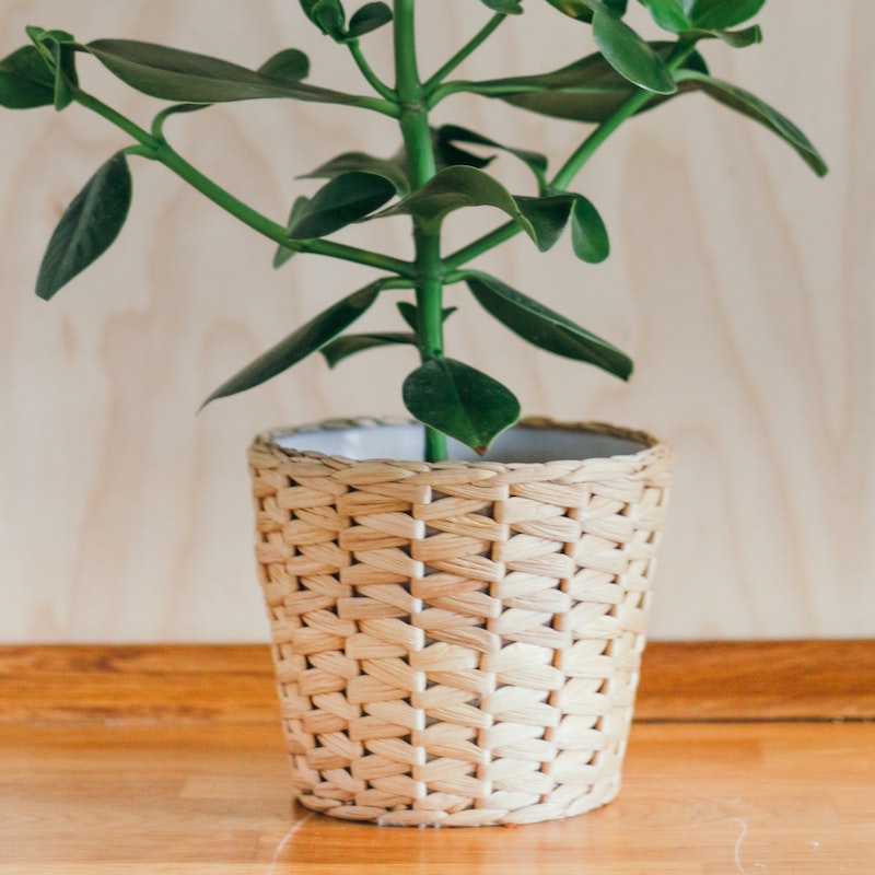 bamboo woven pot